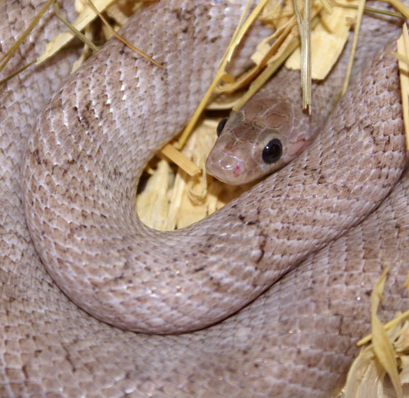 pewter cornsnake