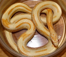 Creamsicle striped