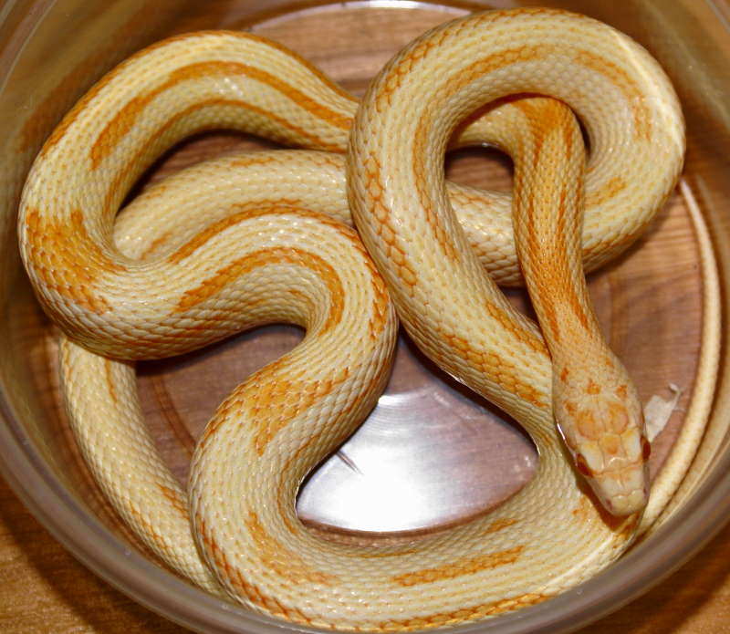 Creamsicle striped