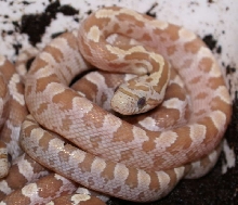 Amber hatchling