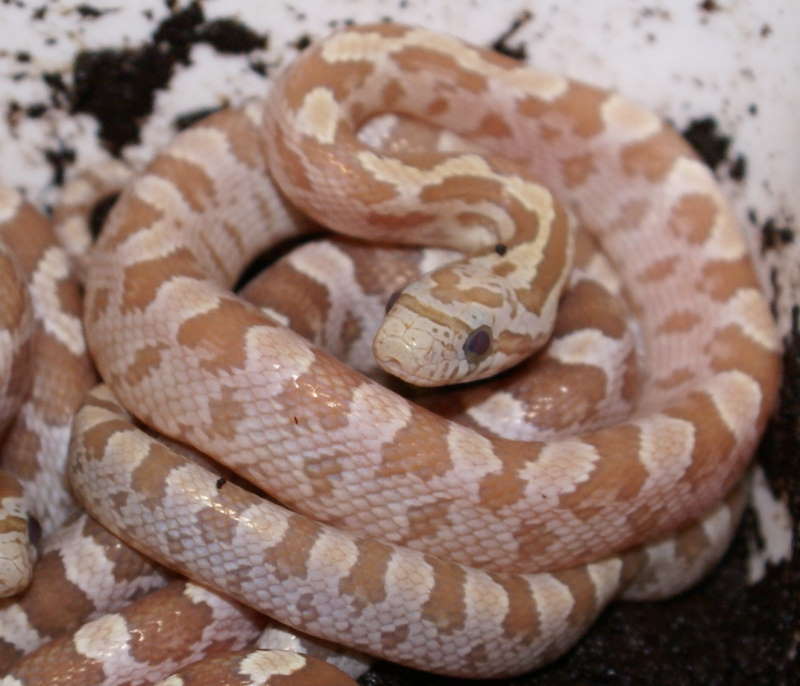 Amber hatchling