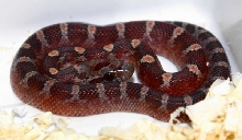 Bloodred hatchling