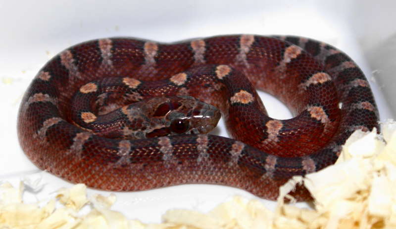 Bloodred hatchling
