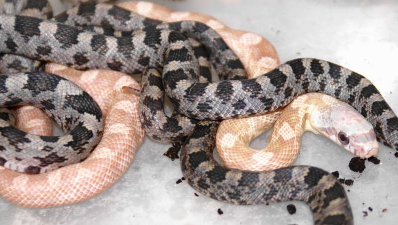 Hypo Texan and hetero hatchlings