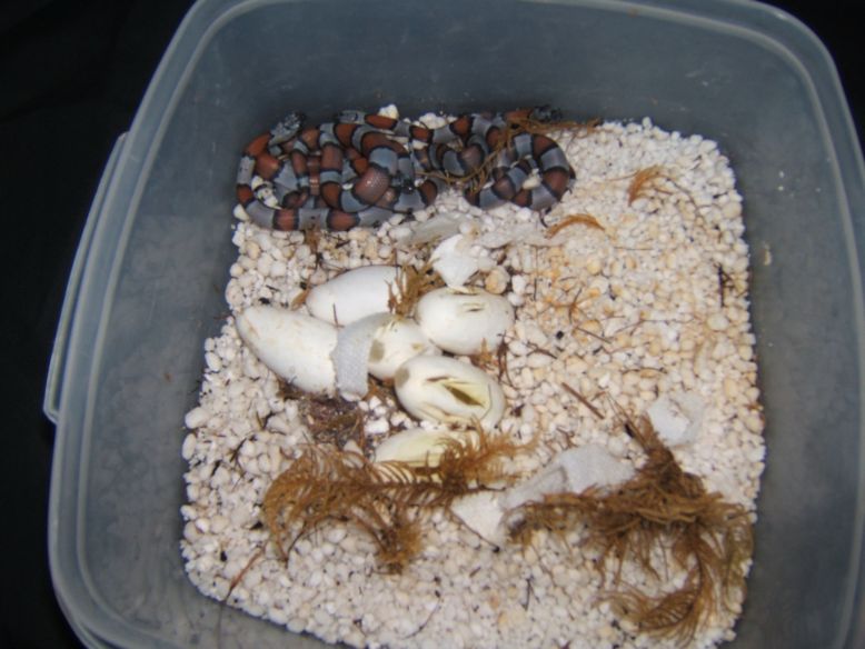 2006hatchling277pic