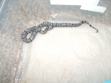 fall 2007 03