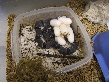 juno road 8 eggs