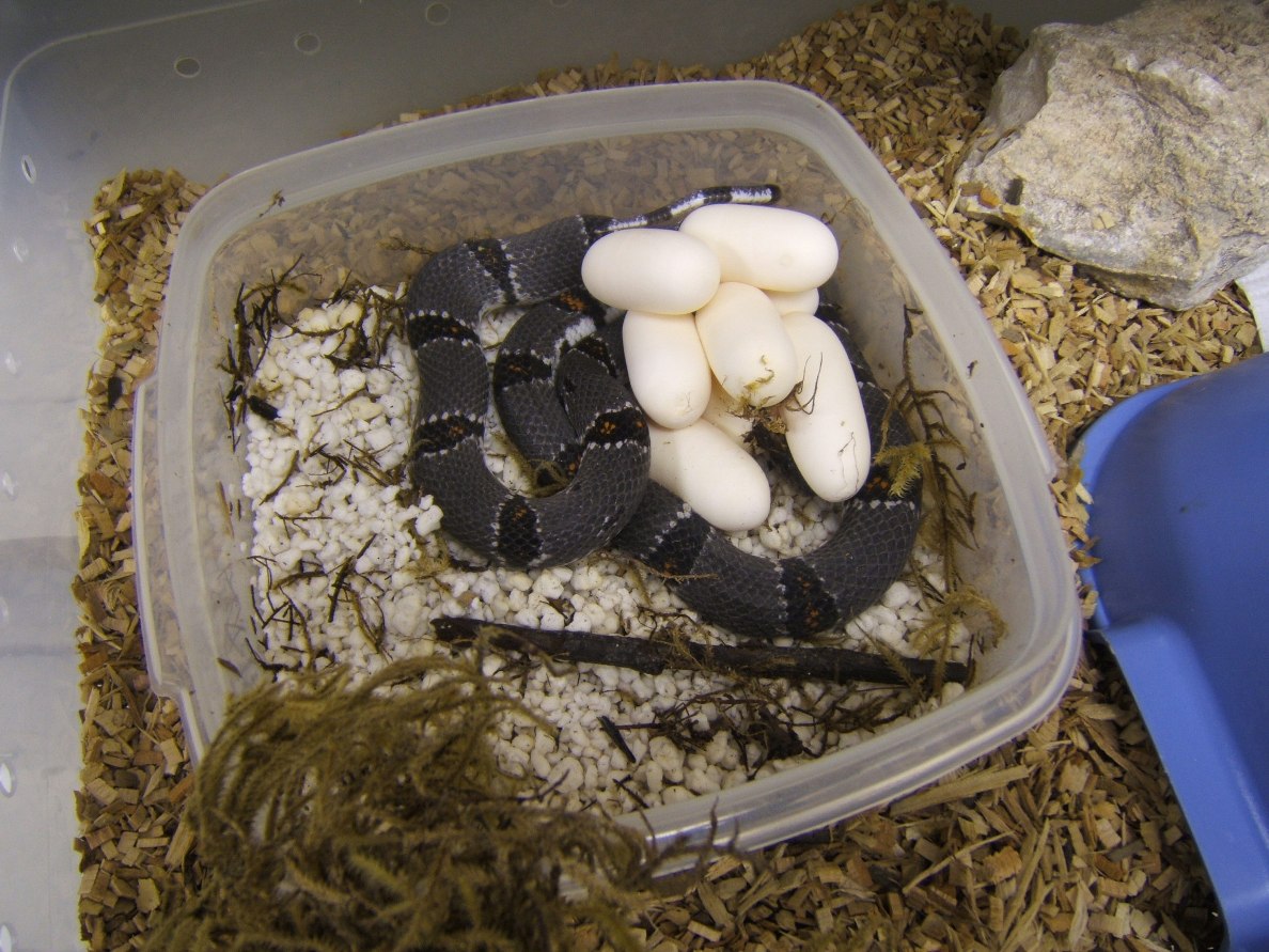 juno road 8 eggs