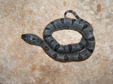 fall 2007 juno hatching