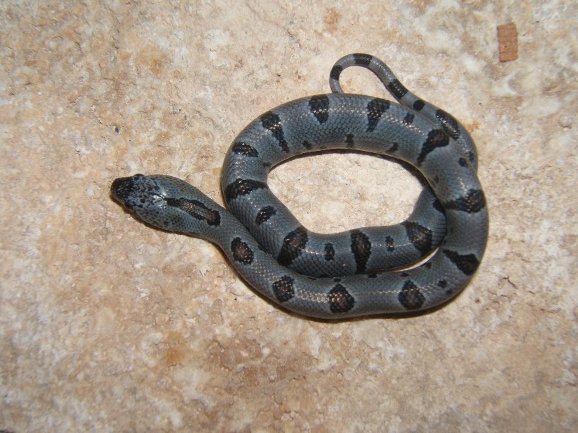 fall 2007 juno hatching