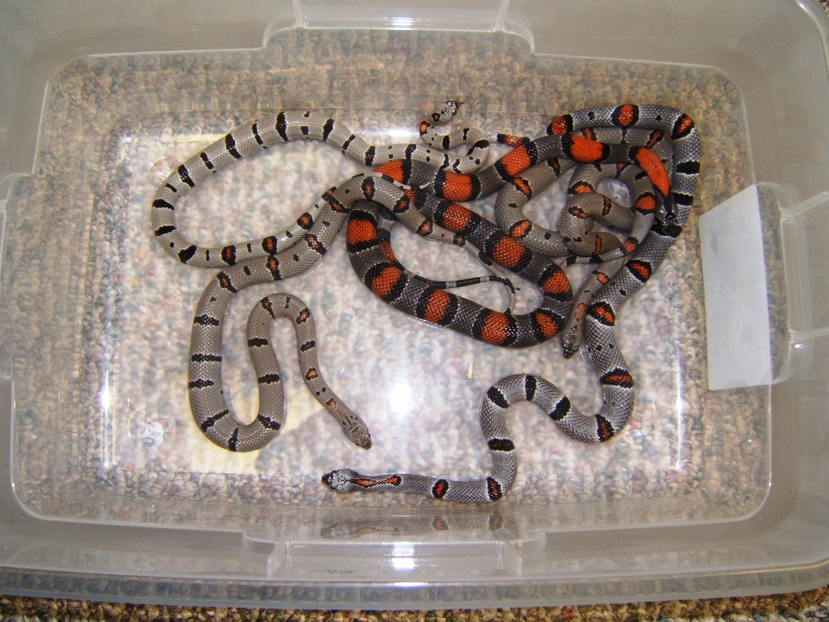junoclutch2005at2yrsold