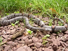 S Curve Female