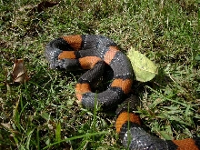 Juno Rd. Female CB