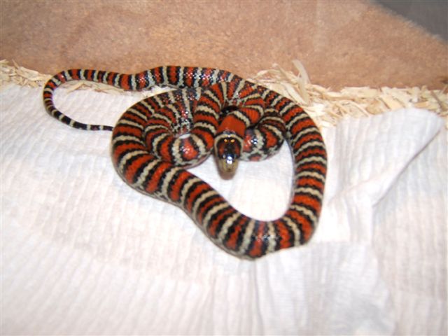 knob female