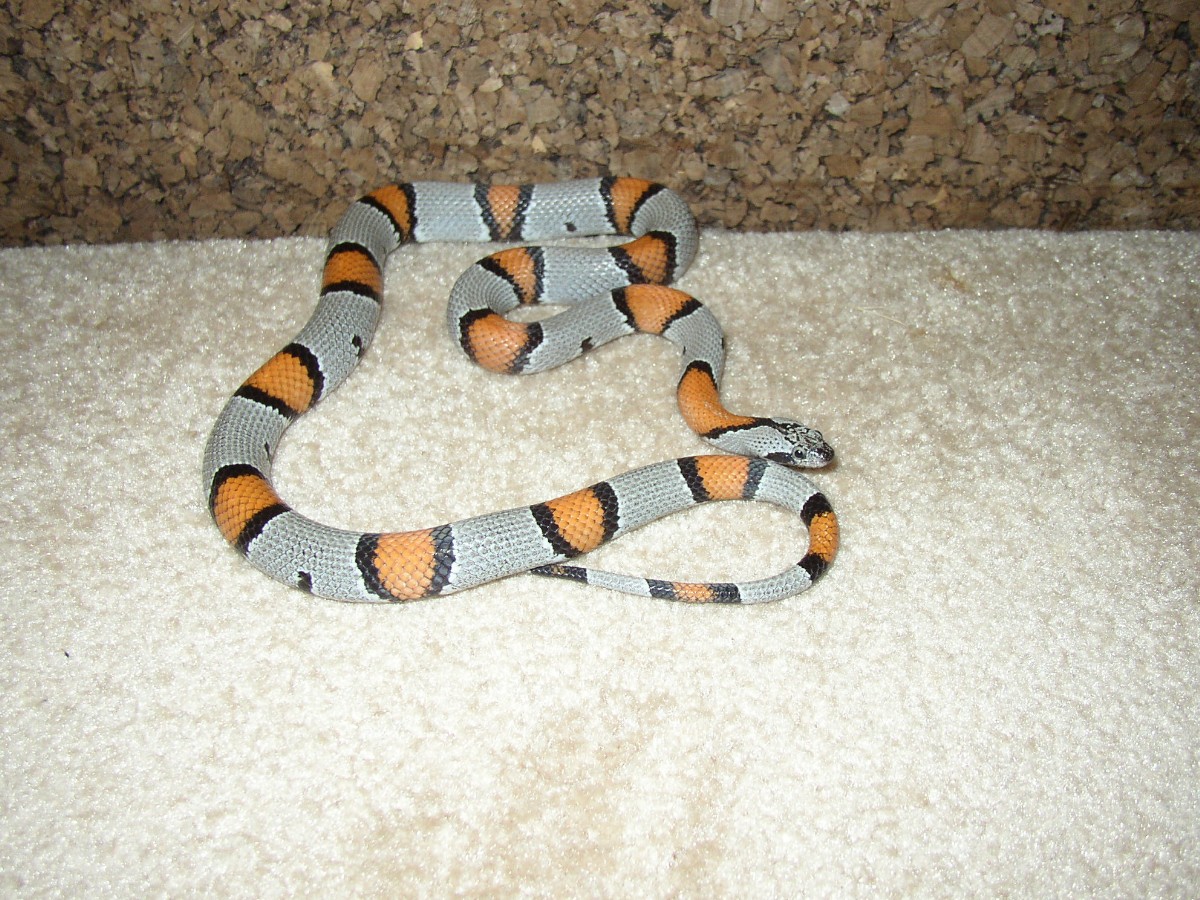 Nice Blairs Male