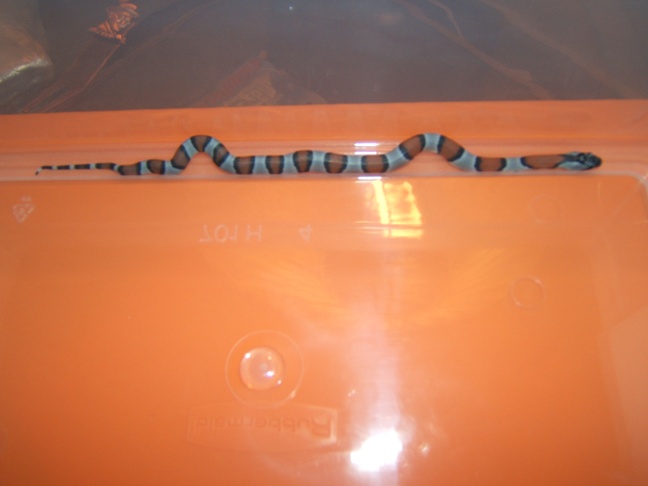 juno blairs hatchling