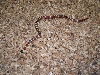 2006 pyros