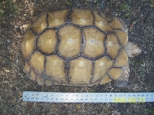 20 inch Blonde male sulcata