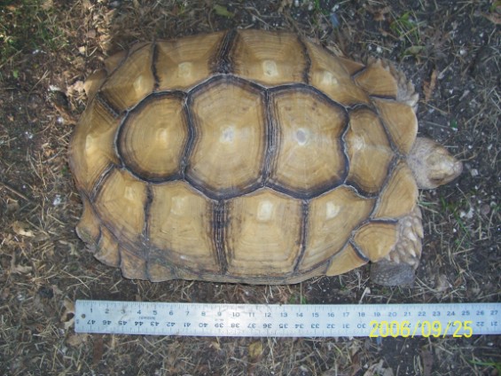 20 inch Blonde male sulcata