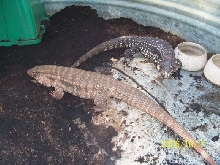 Red & B&W Tegus