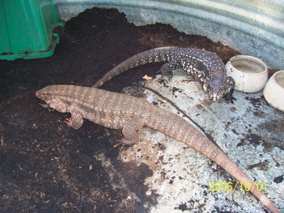 Red & B&W Tegus