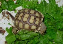 Eyeless sulcata 1