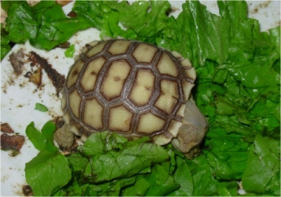 Eyeless sulcata 1