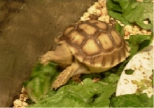 Eyeless sulcata 2