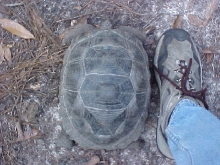 Carapace of Aldabra