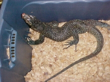 Blue-tail Adult