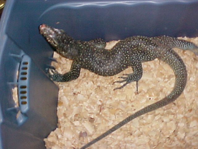 Blue-tail Adult