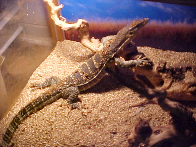 Sumatran Water Monitor