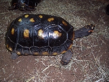 Female Redfoot