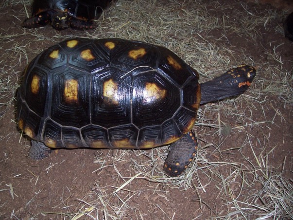 Female Redfoot