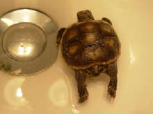 Redfoot with 1/2 of normal scutes A