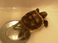 Redfoot with scute deformity