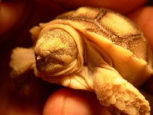 Sulcata born with no eyes