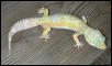Rainwater albino