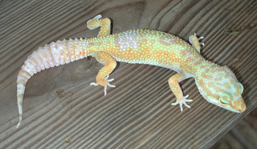 Rainwater albino