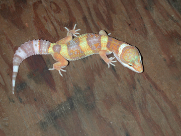 high yellow albino
