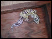 adult female
