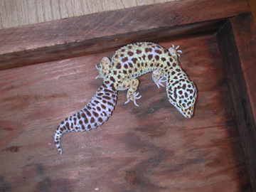 adult female