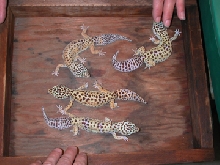 adult females, group 1