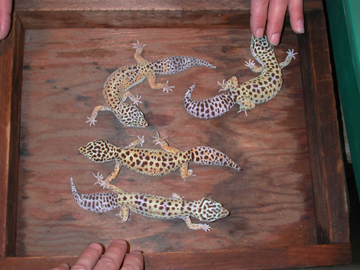 adult females, group 1