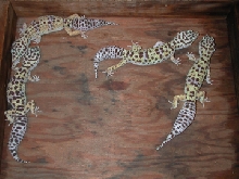 adult females, group 2