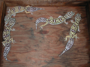 adult females, group 2