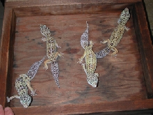 adult females, group 3