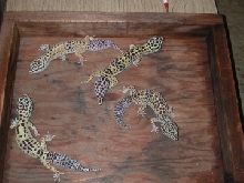 adult females, group 4
