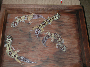 adult females, group 4