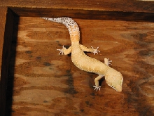 baldie super hypo tangerine